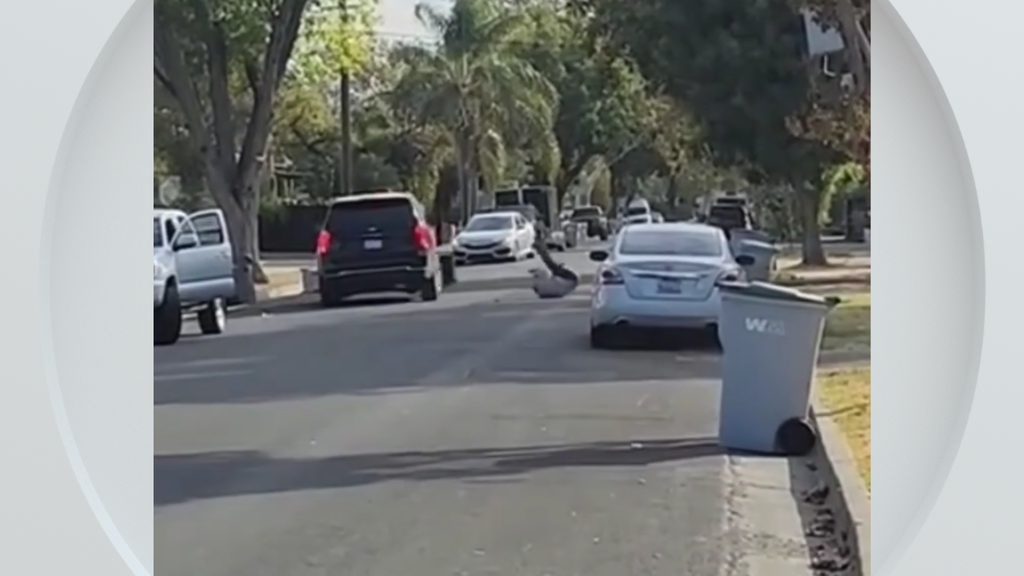 Federal immigration vehicle hits pedestrian in Woodland, police say — CBS Bay Area (KPIX), Tokyo Health news