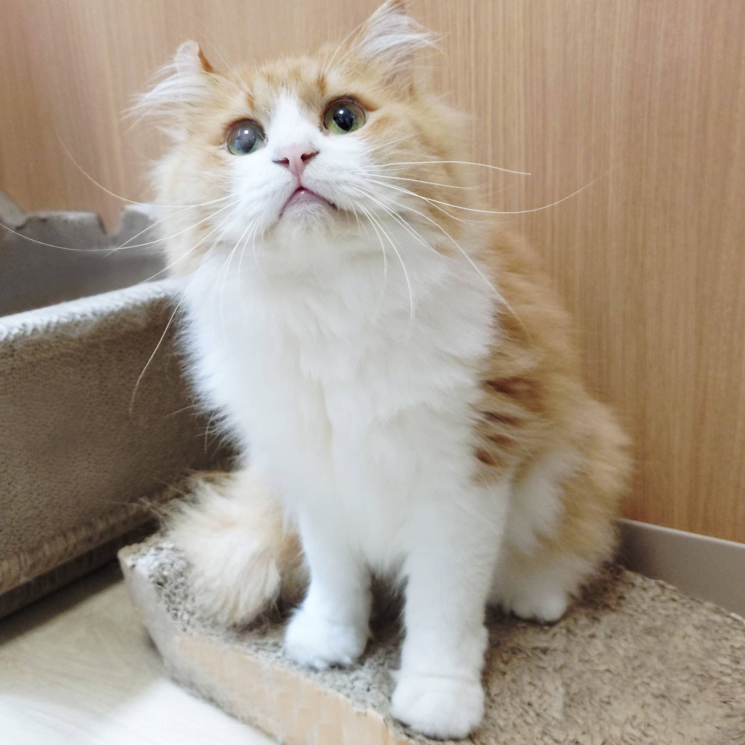  Castella searching for a home, sweet home  — Japan Times