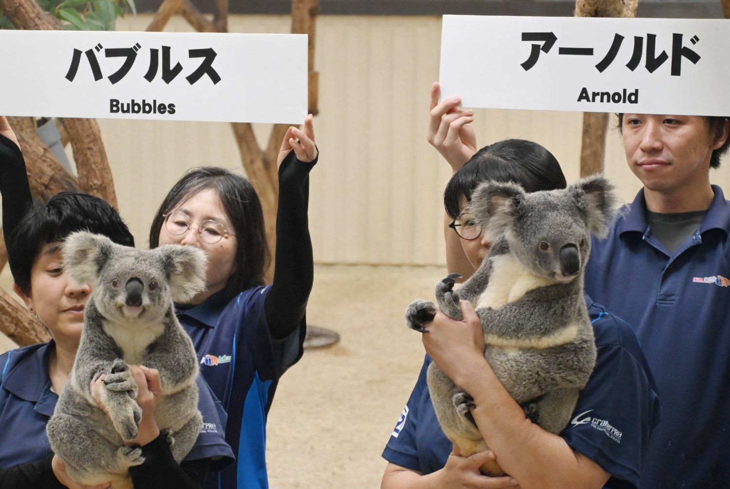 Two koalas debut at Saitama zoo, marking first arrivals from Australia in a decade  — Japan Times