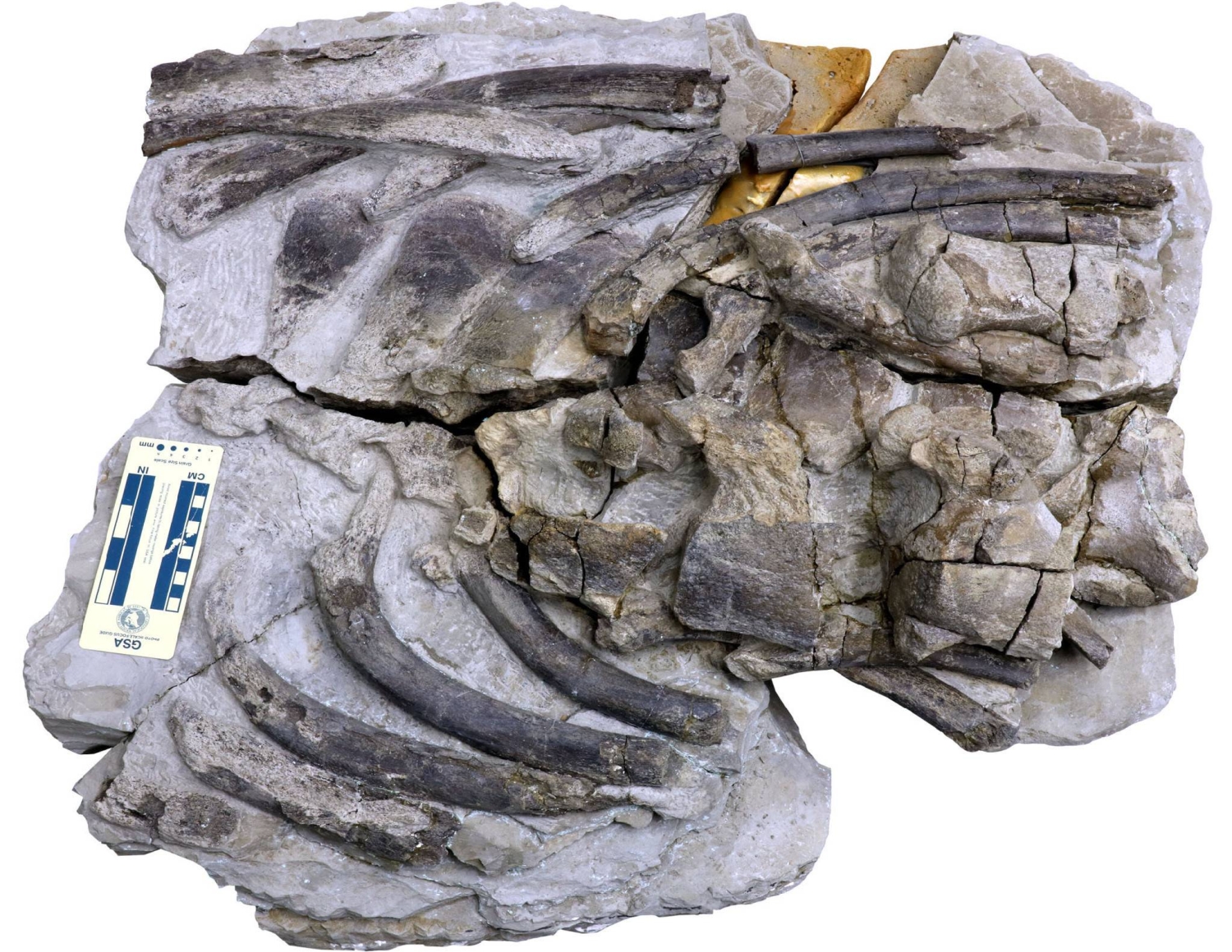New species of sperm whale identified from fossils found in Gunma — Japan Times