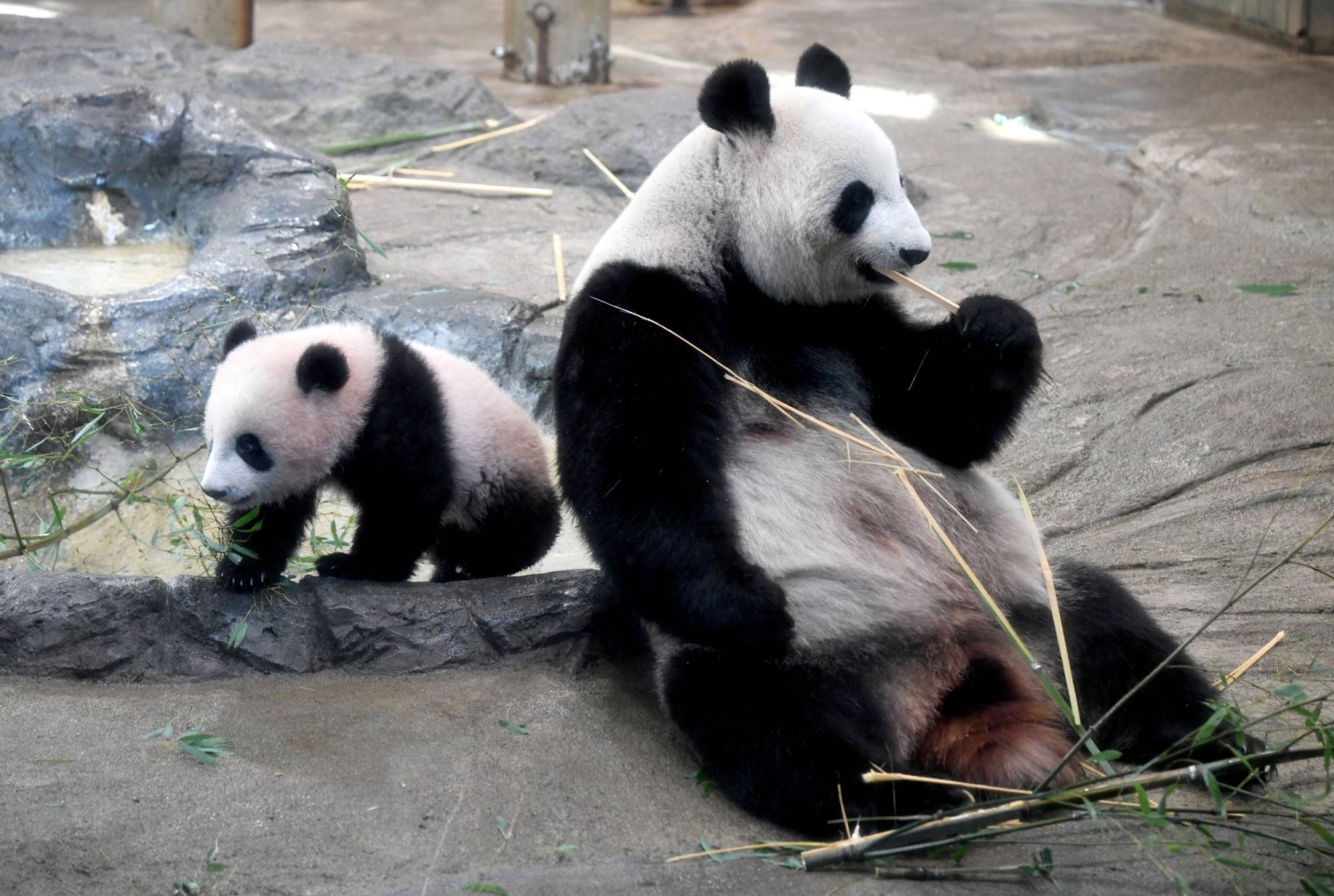  China’s panda diplomacy is losing its charm  — Japan Times