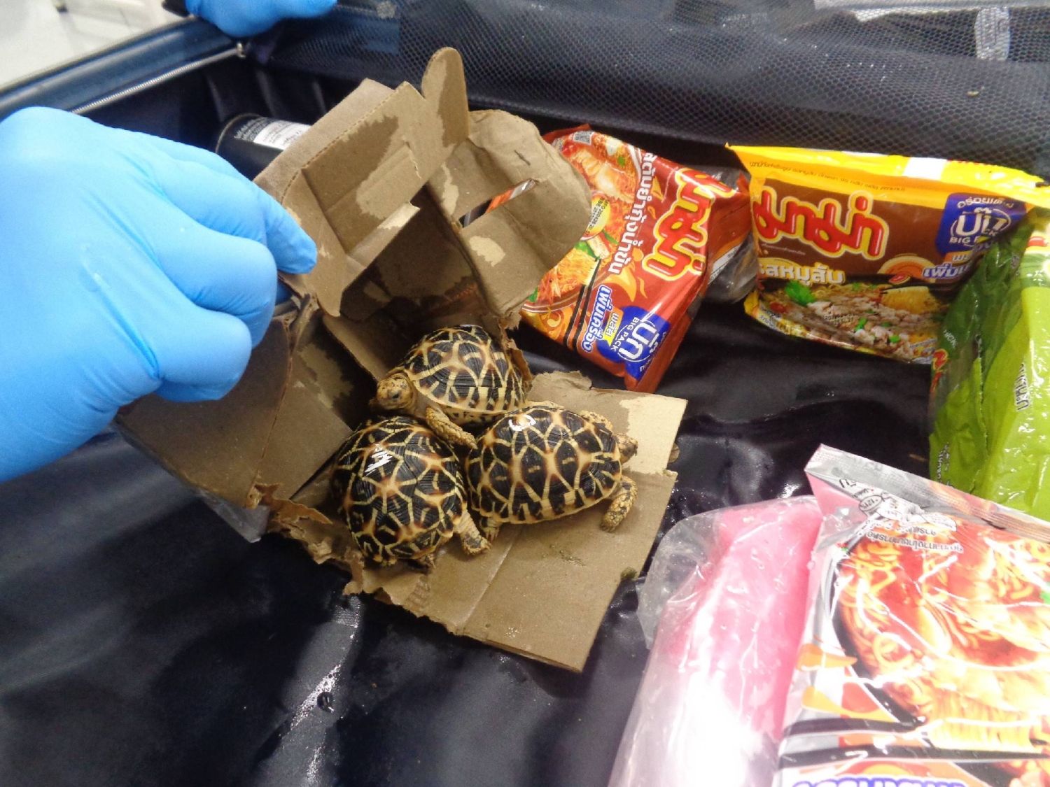  Three arrested over smuggling endangered tortoises from Thailand  — Japan Times