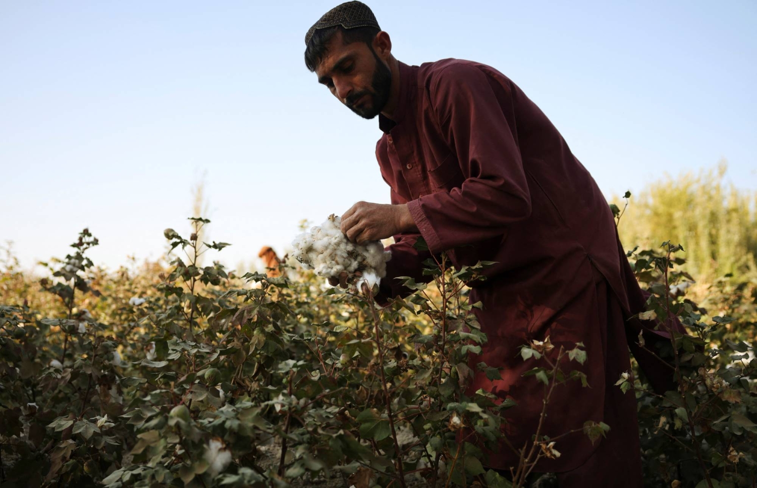  Taliban’s poppy ban falters as Afghan farmers say they can’t feed their children  — Tokyo Business news
