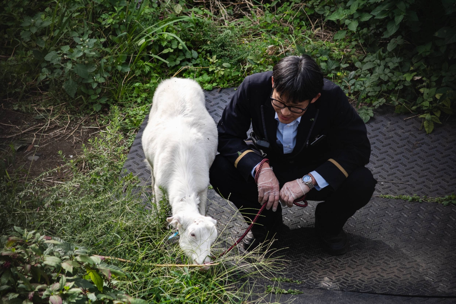  JR East’s new four-legged landscapers are proving to be a hit  — Japan Times