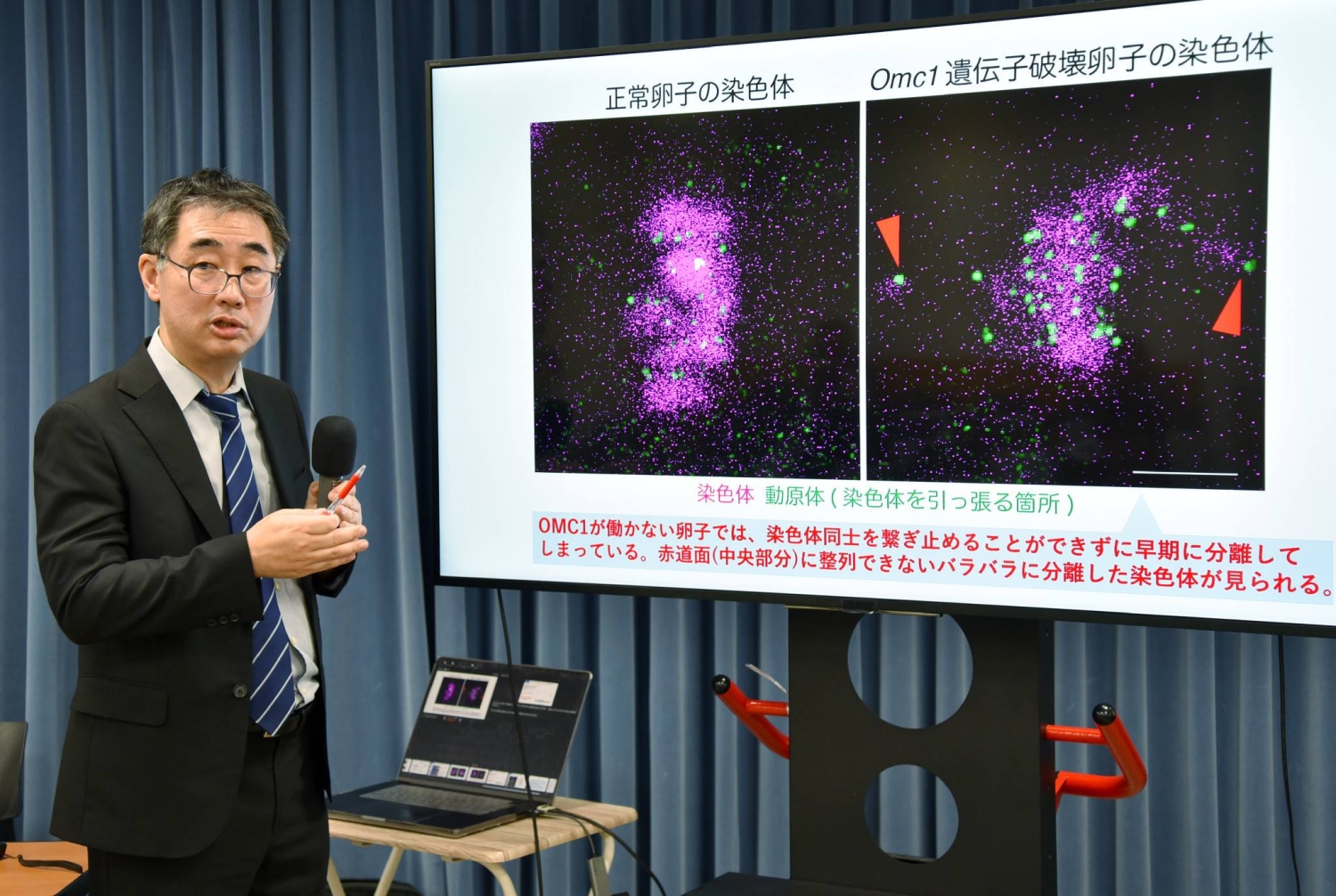  Japanese researchers discover protein that may shed light on fertility decline  — Japan Times